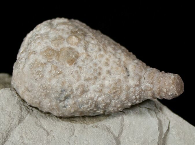 D Cystoid (Holocystites) Fossil - Indiana #17274